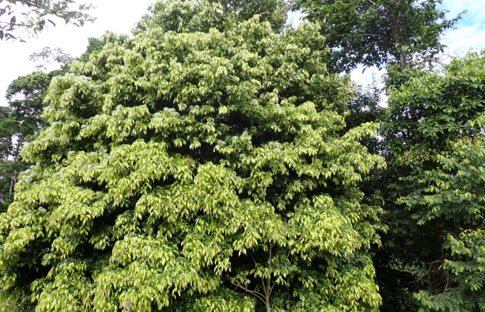 Fig. 2. Arbol de <i>Inga sertulifera</i> (Fabaceae), copa muy densa y redondeada, con follaje verde-oscuro, árbol de 10 m x 25 cm DAP, copa muy densa y redondeada, con follaje  verde-oscuro.Foto. Duvalier Briceño.  