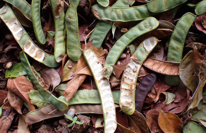 Fig. 17. <i>Inga sertulifera</i> (Fabaceae), frutos caídos al suelo comidos por la fauna, pericos, loras, monos.Foto. Duvalier Briceño.