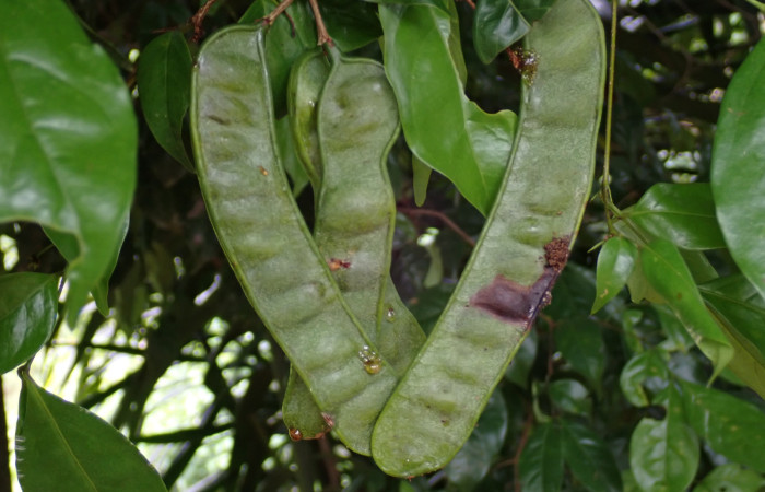 Fig. 13. Arbol de <i>Inga sertulifera</i> (Fabaceae), con frutos inmaduros forma de legumbres aplanadas verdes.Foto. Duvalier Briceño.  