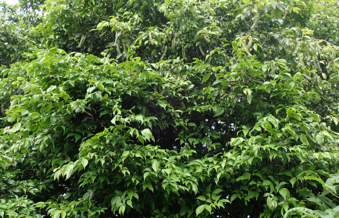 Fig. 11. Arbol de <i>Inga sertulifera</i> (Fabaceae), con frutos en legumbres aplanadas, de 7-11 cm de largo, verdes, tornándose amarillentos al madurar. Semillas cubiertas de un arilo blanco.Foto. Duvalier Briceño.  