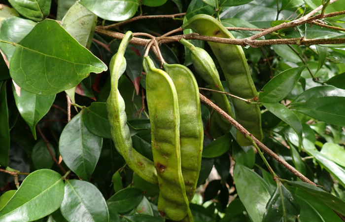 Fig. 14. <i>Inga sertulifera</i> (Fabaceae), frutos agrupados en racimos, pedunculos largos.Foto.Duvalier Briceño.