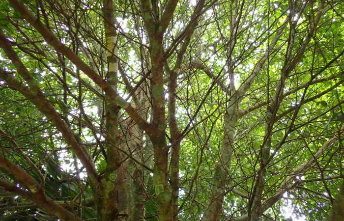 Fig. 3. Arbol de <i>Inga sertulifera</i> (Fabaceae), muy ramificado copa densa y redondeado con follaje verde oscuro.Foto. Duvalier Briceño.  