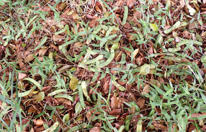 Fig. 18. <i>Inga sertulifera</i> (Fabaceae), frutos caídos al suelo comidos por la fauna, pericos, loras, monos.Foto. Duvalier Briceño.