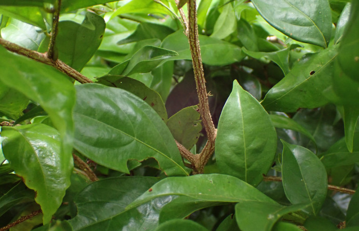 Fig. 7. <i>Inga sertulifera</i> (Fabaceae), ramitas terminales cilíndricas y con lenticelas blancas, hojas paripinnadas y alternas, con 1-2 pares de folíolos, opuestos en el raquis.