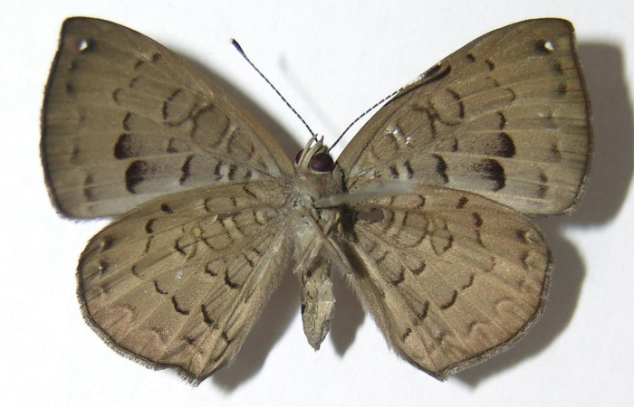 Fig. 8 Adulto <i>Voltinia umbra</i>, vista ventral, en alas abiertas mide 32 (Male )  Voucher 06-SRNP-12100-DHJ343121