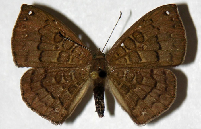 Fig. 10 Adulto <i>Voltinia umbra</i>, vista dorsal, en alas abiertas mide 31 (female )  Voucher 91-SRNP-11-DHJ321540 (male)