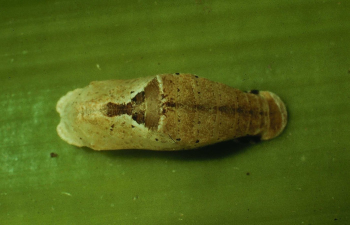 Fig. 5 Pupa  dorsal entero de larva <i>Voltinia umbra[/I]. Estación Santa Rosa.  Voucher 92-SRNP-78-DHJ14769.jpg
