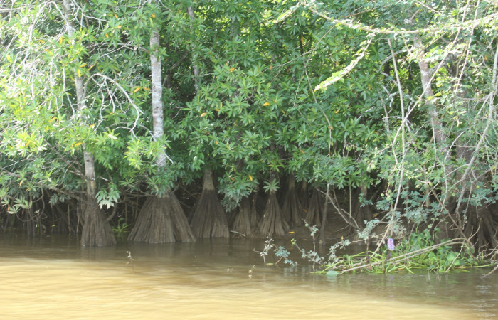 22 de junio, Sierpe, Fotografía: Melissa Espinoza