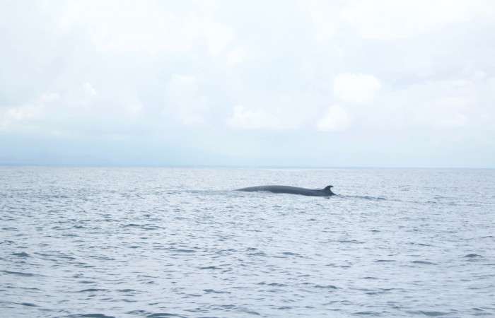23 de junio, Parque Nacional Marino Ballena, Fotografía: Melissa Espinoza