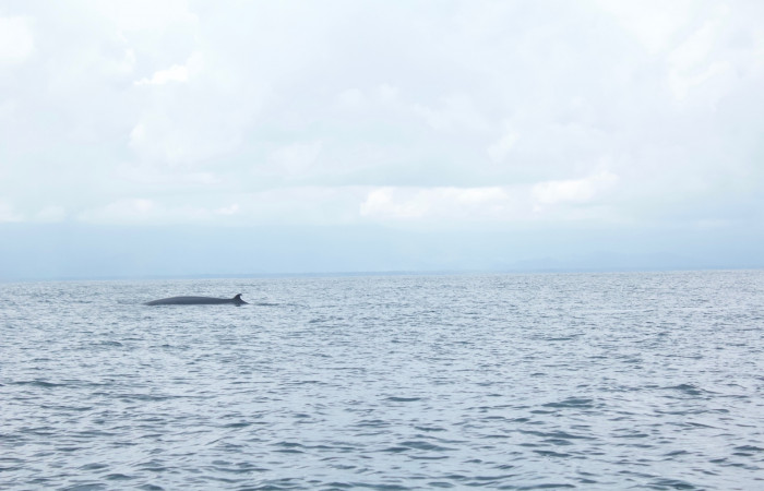 23 de junio, Parque Nacional Marino Ballena, Fotografía: Melissa Espinoza