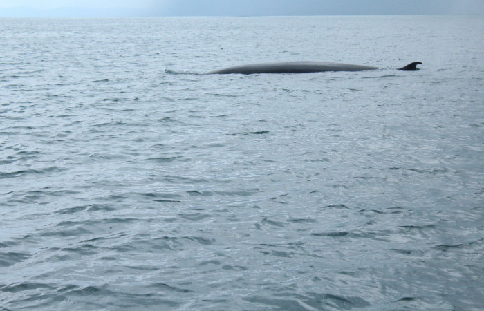 23 de junio, Parque Nacional Marino Ballena, Fotografía: Melissa Espinoza