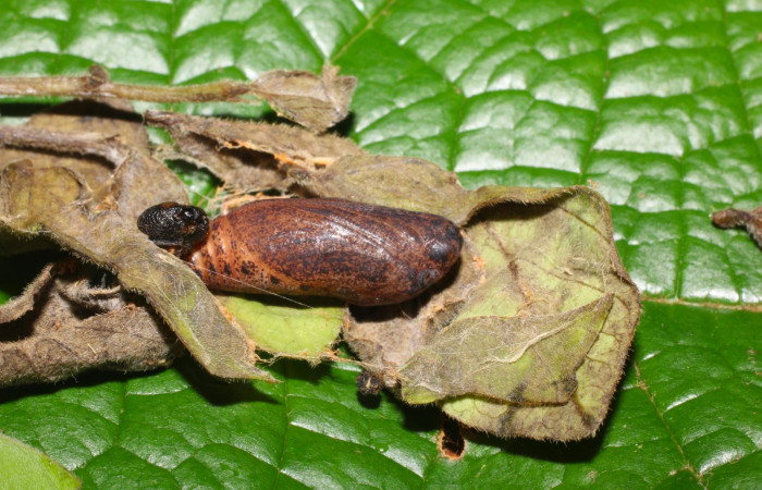 Fig.11. Pupa de <i>Typhedanus undulatus</i>. 20mm de longitud. Voucher: 16-SRNP-1677-DHJ704146.jpg