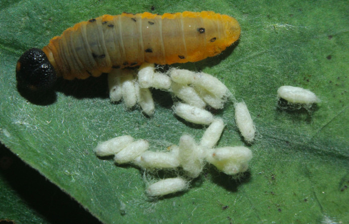 Fig.13. Capullo de parásitos de <i>Typhedanus undulatus</i>. Voucher: 16-SRNP-71205-DHJ733207.jpg.