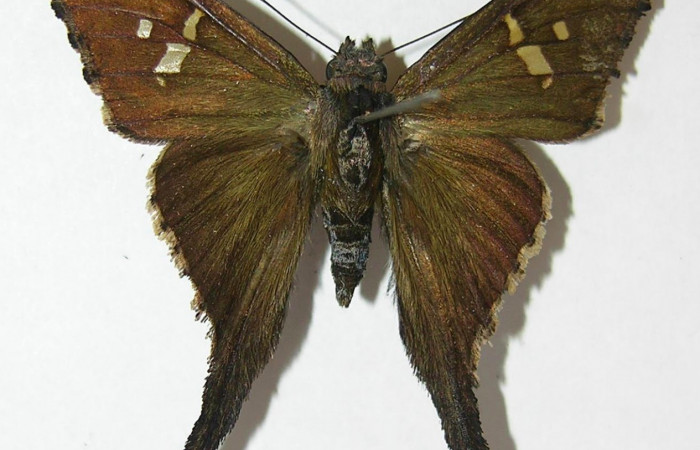 Fig.2. Adulto de<i> Typhedanus undulatus</i>. Voucher: 10-SRNP-80171-DHJ528580