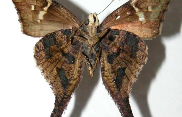 Fig.3. Adulto de <i>Typhedanus undulatus]/i]. Voucher: 98-SRNP-6246-DHJ36869