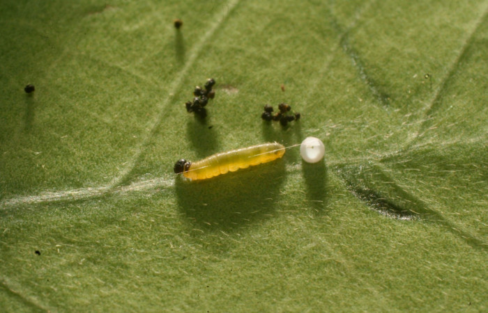 Fig.5. Larva de<i>Typhedanus undulatus</i>. 3mm de longitud en primer estadío. Voucher: 14-SRNP-81260-DHJ714421.jpg.
