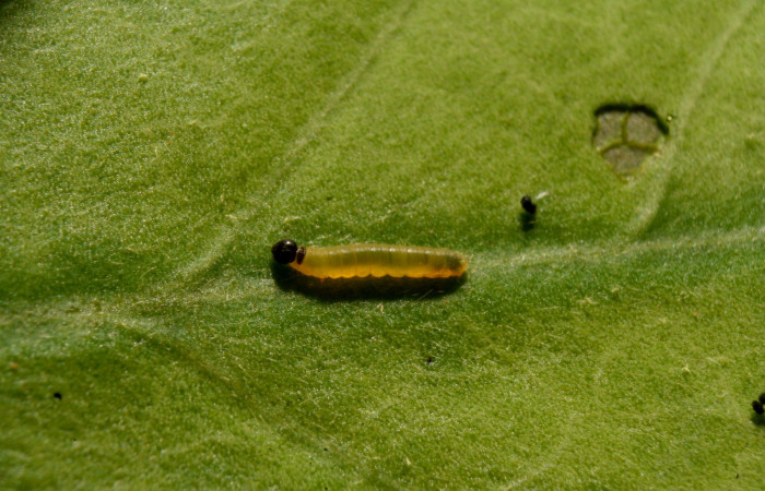 Fig.6. Larva de <i>Typhedanus undulatus</i> 3mm de longitud en primer estadío. Voucher: 14-SRNP-81260-DHJ714425

