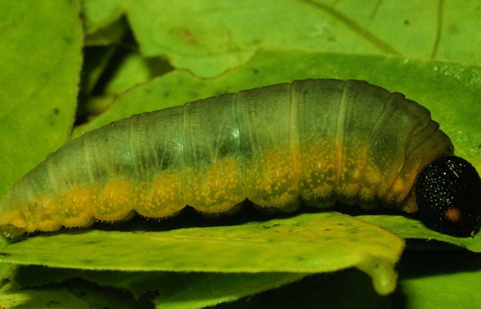 Fig.8. Larva de <i>Typhedanus undulatus</i>. en último estadío. Voucher: 93-SRNP-3570-DHJ26490.jpg