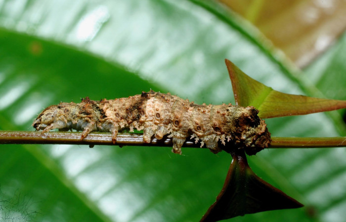 Figura 15. Larva <i>Coronidia leachii</i> (Sematuridae). en último estadío (U), vista lateral, localidad Sendero Derrumbe, Sector Cacao ACG (1220m). Voucher: 09-SRNP-35431-DHJ455488.jpg.
