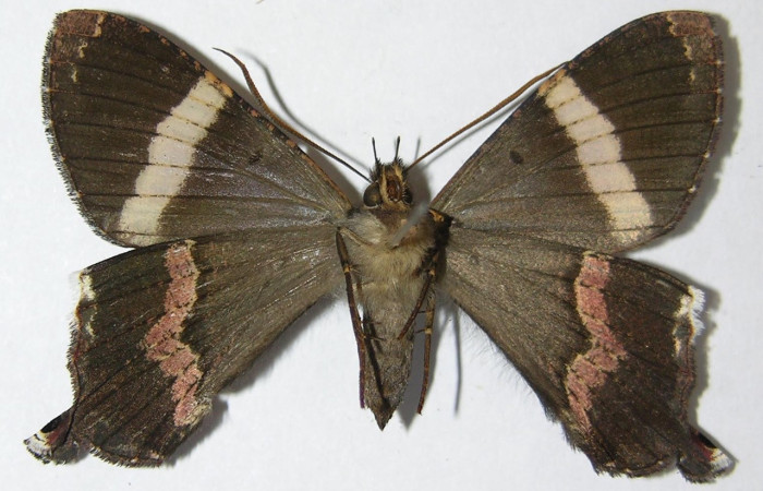 Figura 17. Adulto de <i>Coronidia leachii</i> (Sematuridae), vista dorsal, localidad localidad Sendero Derrumbe, Sector Cacao ACG (1220m). Voucher: 09-SRNP-35431-DHJ516197.jpg.