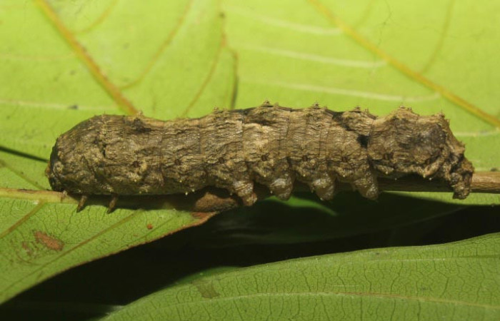 Figura 2. Larva <i>Sematura luna</i> (Sematuridae), en último estadío (U), vista lateral, localidad Medrano Estación Quica, Sector Pitilla ACG (380m). Voucher: 25-SRNP-70357-DHJ798532.jpg.