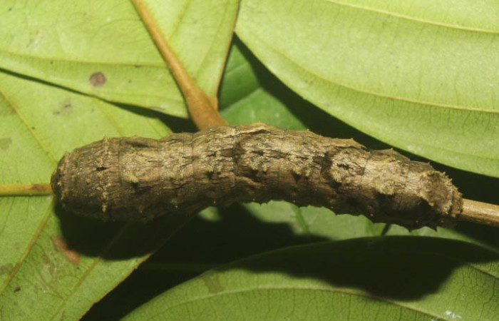 Figura 3. Larva <i>Sematura luna</i> (Sematuridae), en último estadío (U), vista dorsal, localidad Medrano Estación Quica, Sector Pitilla ACG (380m). Voucher: 25-SRNP-70357-DHJ798533.jpg.