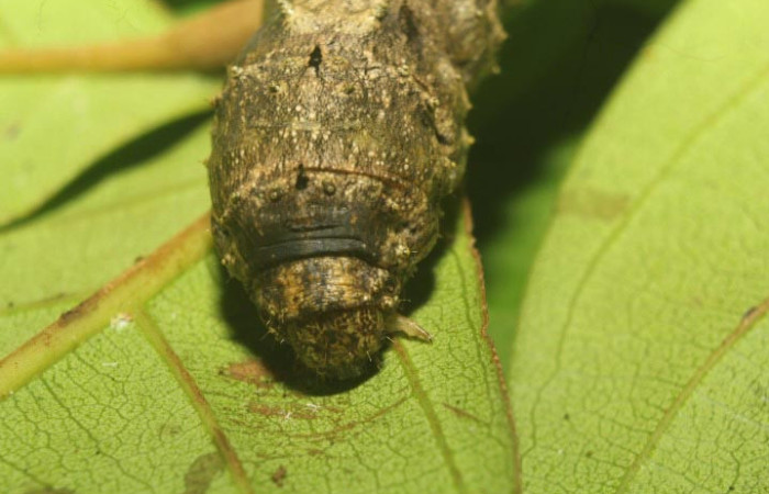 Figura 5. Larva <i>Sematura luna</i> (Sematuridae), en último estadío (U), vista cabeza de frente, localidad Medrano Estación Quica, Sector Pitilla ACG (380m). Voucher: 25-SRNP-70357-DHJ798535.jpg.