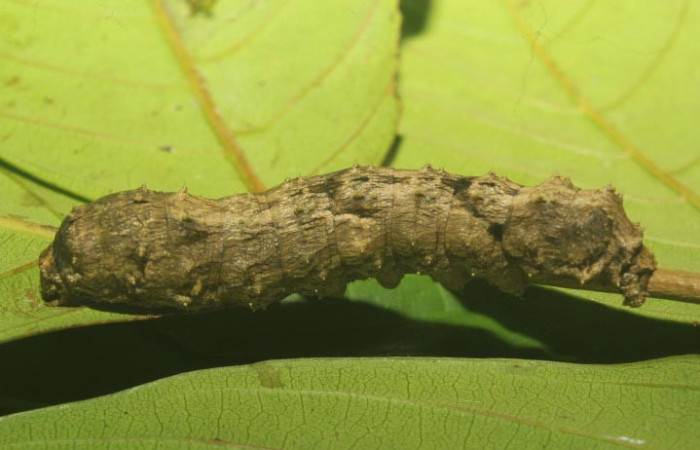 Figura 6. Larva <i>Sematura luna</i> (Sematuridae), en último estadío (U), vista lateral, localidad Medrano Estación Quica, Sector Pitilla ACG (380m). Voucher: 25-SRNP-70357-DHJ798536.jpg.