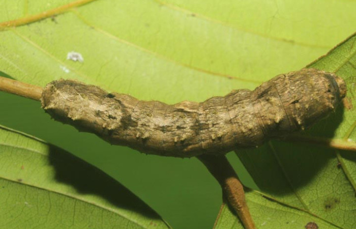 Figura 7. Larva <i>Sematura luna</i> (Sematuridae), en último estadío (U), vista dorsal, localidad Medrano Estación Quica, Sector Pitilla ACG (380m). Voucher: 25-SRNP-70357-DHJ798539.jpg.