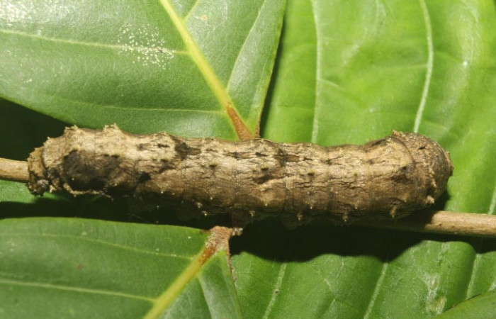 Figura 8. Larva <i>Sematura luna</i> (Sematuridae), en último estadío (U), vista lateral, localidad Medrano Estación Quica, Sector Pitilla ACG (380m). Voucher: 25-SRNP-70357-DHJ798540.jpg.