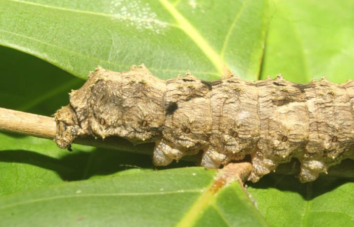 Figura 9. Larva <i>Sematura luna</i> (Sematuridae), en último estadío (U), vista de la mitad del cuerpo hacia atras  lateral, localidad Medrano Estación Quica, Sector Pitilla ACG (380m). Voucher: 25-SRNP-70357-DHJ798541.jpg.