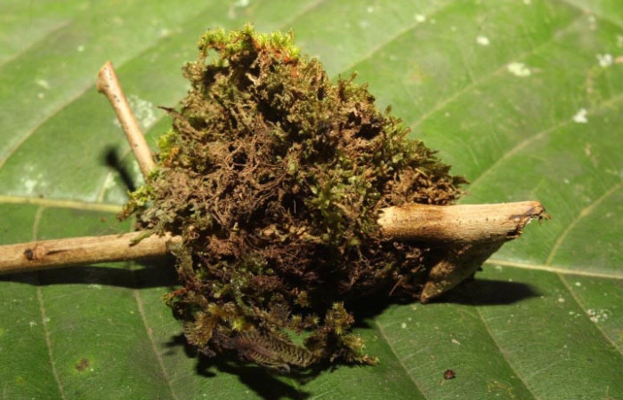 Figura 10 Capullo de <i>Sematura luna</i> (Sematuridae), mostrando parte dorsal, localidad Medrano Estación Biológica Quica, Sector Pitilla (ACG) (380m). Voucher: 25-SRNP-70357-DHJ798545 .jpg.