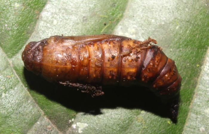 Figura 11. Pupa de <i>Sematura luna</i> (Sematuridae), mostrando parte lateral, localidad Medrano Estación Biológica Quica, Sector Pitilla (ACG) (380m). Voucher: 25-SRNP-70357-DHJ798548 .jpg.