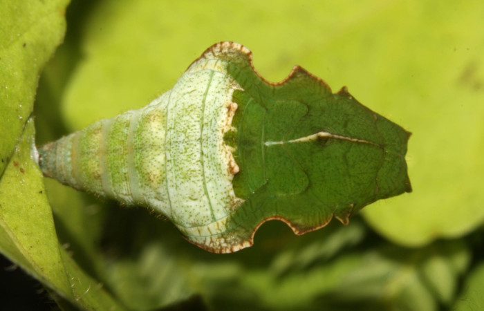 Figura 10. Pupa Dorsal entero <i>Callicore aerias</i>, (Nymphalidae). Sector Pitilla, Ingas, (elevación 580 metros). Colectada 12 junio 2013. (13-SRNP-30919-DHJ701230.jpg).