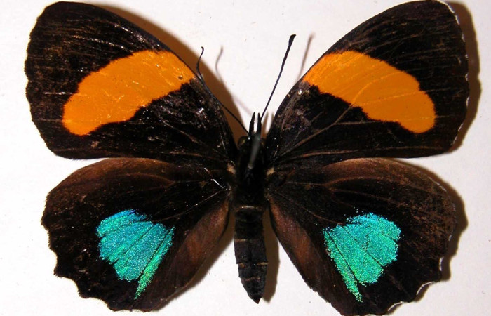 Figura 13. Adulto <i>Callicore aerias</i> (Nymphalidae), posición vista dorsal. (00-SRNP-11583-DHJ34174).