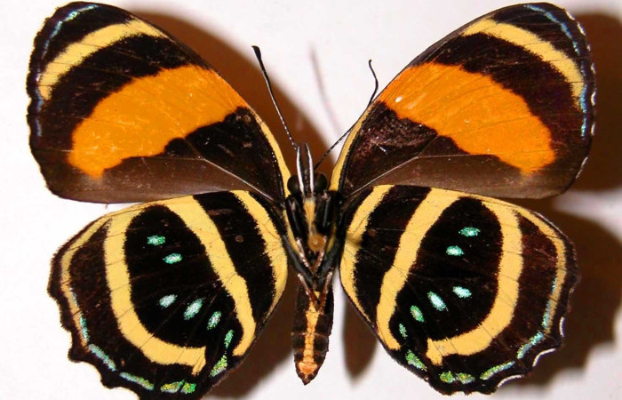 Figura 14. Adulto <i>Callicore aerias</i> (Nymphalidae), posición vista ventral. (00-SRNP-11583-DHJ34175).