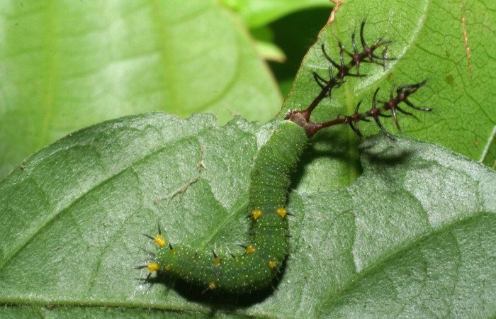 Figura 15. Dorsal entero <i>Callicore titania</i>, (Nymphalidae), en la planta <i>Serjania rhombea</i> (Sapindaceae). Sector San Cristobal, Puente Palma, (elevación 460 metros). Colectada 29 mayo 2008. (05-SRNP-41961-DHJ407341.jpg).