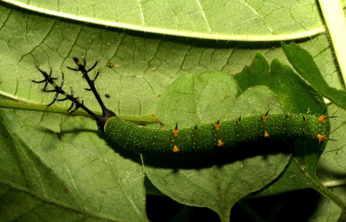 Figura 16. Dorsal entero <i>Callicore aerias</i>, (Nymphalidae), en la planta <i>Paullinia costaricensis</i> (Sapindaceae). Sector Rincon Rain Forest, Sendero Rincon, (elevación 430 metros). Colectada 30 julio 2005. (08-SRNP-2610-DHJ437308.jpg).