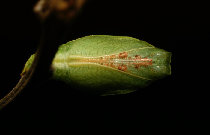 Figura 17. Pupa Dorsal entero <i>Callicore titania</i>, (Hesperiidae). Sector Pitilla, Pasmompa, (elevación 675 metros). Colectada 3 setiembre 2008. (08-SRNP-32149-DHJ445802.jpg).