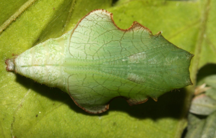 Figura 18. Pupa Dorsal entero <i>Callicore aerias</i>, (Hesperiidae). Sector Pitilla, Ingas, (elevación 580 metros). Colectada 12 junio 2013. (13-SRNP-30919-DHJ701231.jpg).
