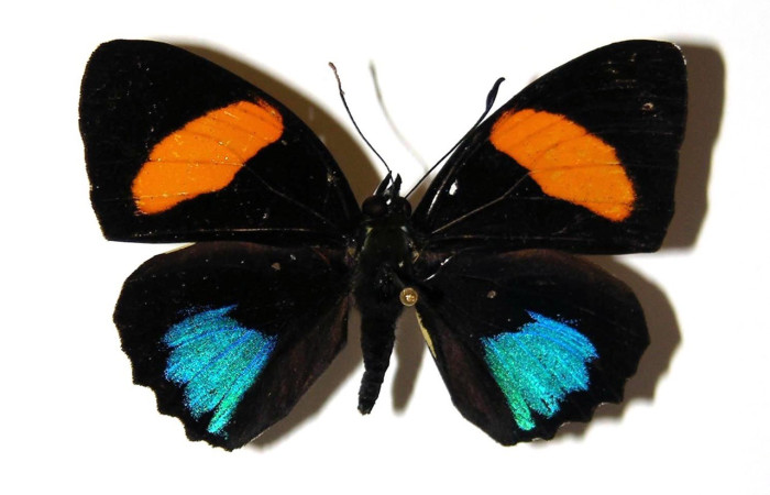 Figura 19. Adulto <i>Callicore titania</i> (Nymphalidae), posición vista dorsal. (99-SRNP-5601-DHJ96322).