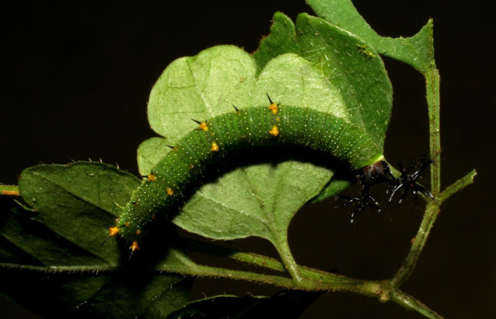 Figura 1. Dorsal entero <i>Callicore aerias</i>, (Nymphalidae), en la planta <i>Paullinia costaricensis</i> (Sapindaceae). Sector Rincon Rain Forest, Sendero Rincon, (elevación 430 metros). Colectada 30 julio 2005. (05-SRNP-41961-DHJ407331.jpg).