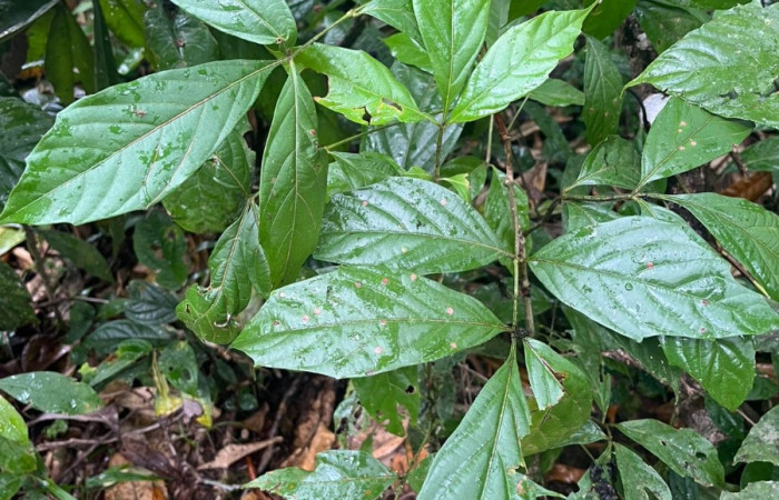 Figura 21. <i>Paullinia costaricensis</i>, (Sapindaceae), hospedera de <i>Callicore aerias</i>, (Nymphalidae).