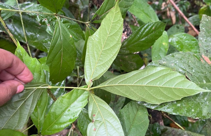 Figura 22. Hojas envés <i>Paullinia costaricensis</i>, (Sapindaceae), hospedera de <i>Callicore aerias</i>, (Nymphalidae).