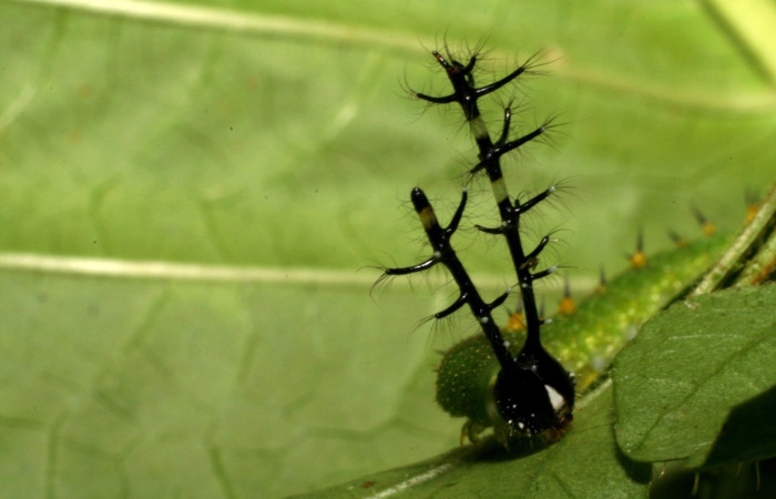 Figura 4. Cabeza <i>Callicore aerias</i>, (Nymphalidae), en la planta <i>Paullinia costaricensis</i> (Sapindaceae). Sector Rincon Rain Forest, Sendero Rincon, (elevación 430 metros). Colectada 30 julio 2005. (05-SRNP-41961-DHJ407342.jpg).