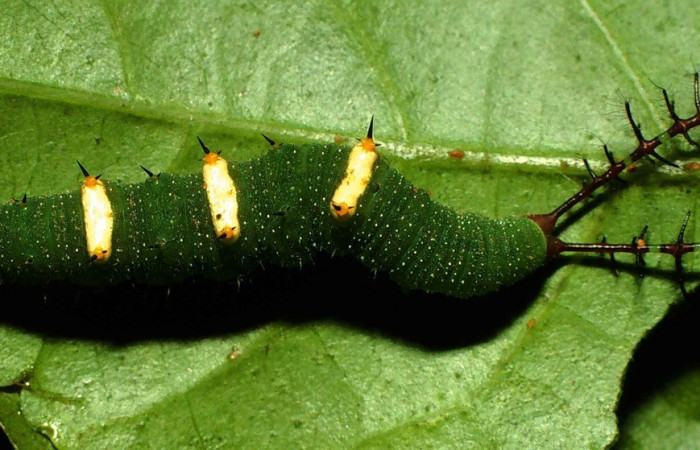 Figura 6. Dorsal entero <i>Callicore aerias</i>, (Nymphalidae), en la planta <i>Serjania atrolineata</i> (Sapindaceae). Sector San Cristóbal, Quebrada Cementerio, (elevación 700 metros). Colectada 6 julio 2000. (00-SRNP-11864-DHJ54873.jpg).