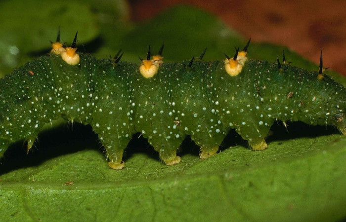 Figura 7. Lateral entero <i>Callicore aerias</i>, (Nymphalidae), en la planta <i>Serjania atrolineata</i> (Sapindaceae). Sector San Cristóbal, Quebrada Cementerio, (elevación 700 metros). Colectada 6 julio 2000. (00-SRNP-11864-DHJ54881.jpg).