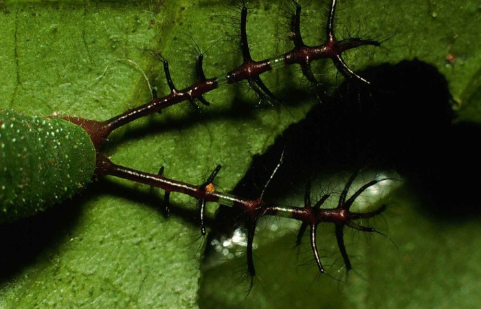 Figura 8. Lateral entero <i>Callicore aerias</i>, (Nymphalidae), en la planta <i>Serjania atrolineata</i> (Sapindaceae). Sector San Cristóbal, Quebrada Cementerio, (elevación 700 metros). Colectada 6 julio 2000. (00-SRNP-11864-DHJ54880.jpg).