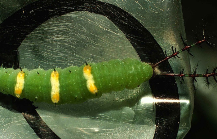 Figura 9. Prepupa Dorsal entero <i>Callicore aerias</i>, (Nymphalidae). Sector San Cristobal, Quebrada Sucia, (elevación 660 metros). Colectada 18 junio 2000. (00-SRNP-11583-DHJ54449.jpg).