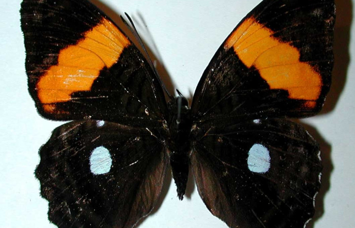 Fig. 28. Vista dorsal de adulto hembra <i>Adelpha leucophthalma</i> (Nymphalidae). Voucher: 01-SRNP-22709-DHJ38970
